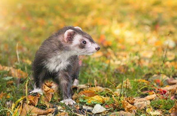 Can You Train a Pet Ferret to Use a Harness and Leash for Outdoor Excursions?
